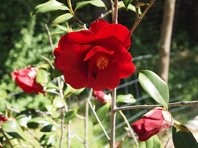 camelia-royal-velvet