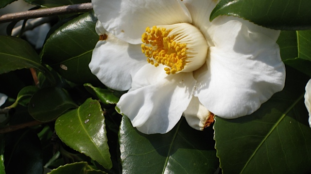 camellia-oleifera-mason-farm