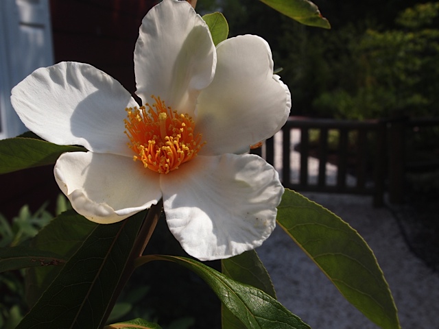 franklinia-alatamaha